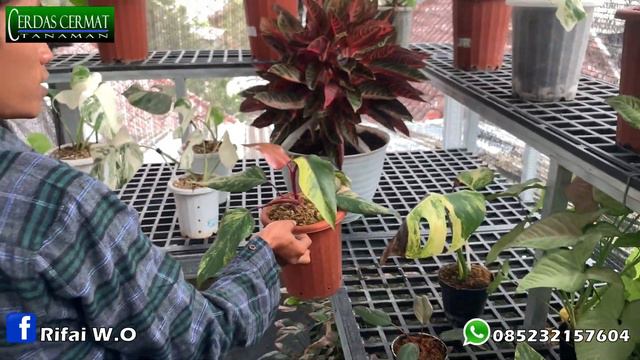 TANAMAN HIAS LANGKA PHILODENDRON DARK LORD VARIEGATA смотреть онлайн