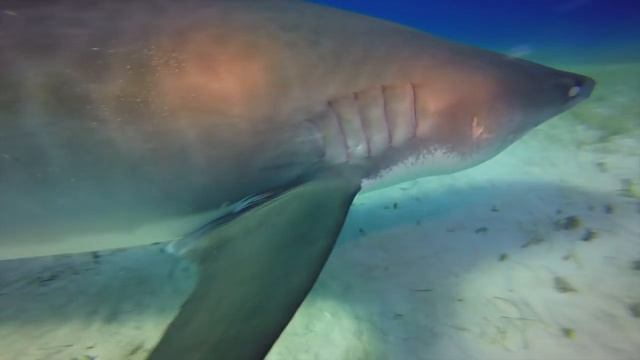 Tiger Sharks at Tiger Beach - Scuba Diving in Bahamas смотреть онлайн