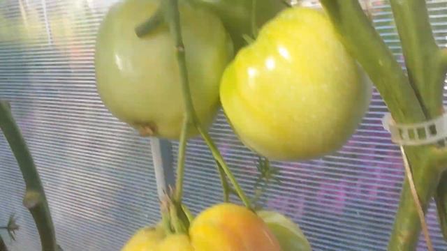 Обзор томатов в теплице смотреть онлайн