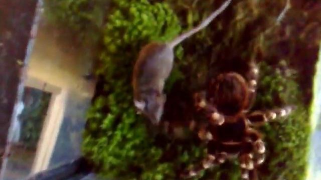 Acanthoscurria geniculata L12 vs Mouse смотреть онлайн