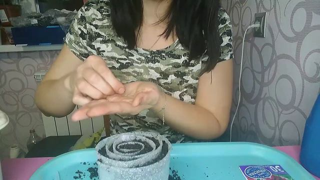 Сажаю петунию в улитку, первые всходы смотреть онлайн