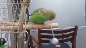 Волнистый попугай ВЗОРВАЛ интернет! Смотреть до конца!.mp4