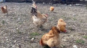 Чем кормить кур и сколько, что бы неслись#норма кормления кур