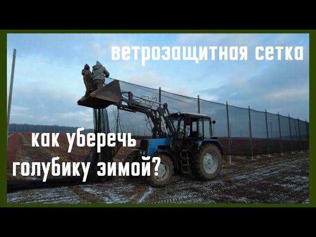 Голубика зимой. Ветрозащитная сетка.