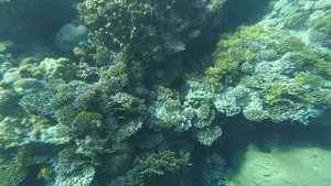 Кораловый риф Хадаба/ coral reef Hadaba