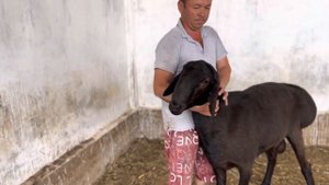 Гиссарский баран, годовалый