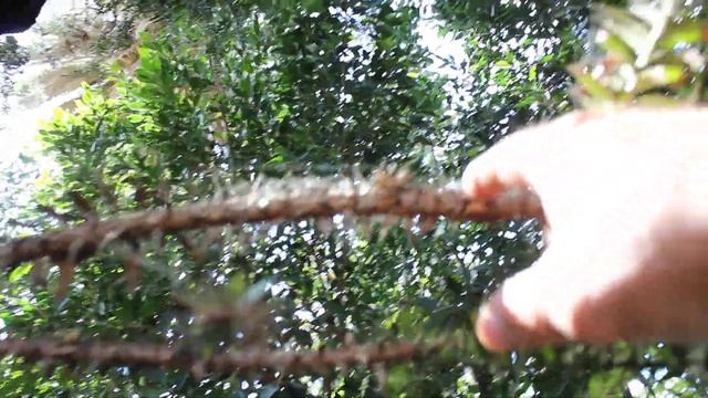 Araucaria bidwillii The Bunya Pine смотреть онлайн
