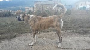 Кавказский Волкодав - Буран! (Caucasian Wolfhound)