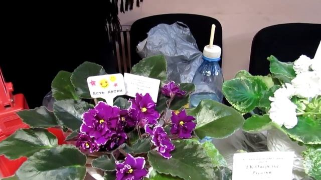 Коллекция фиалок Ольги Данильченко смотреть онлайн