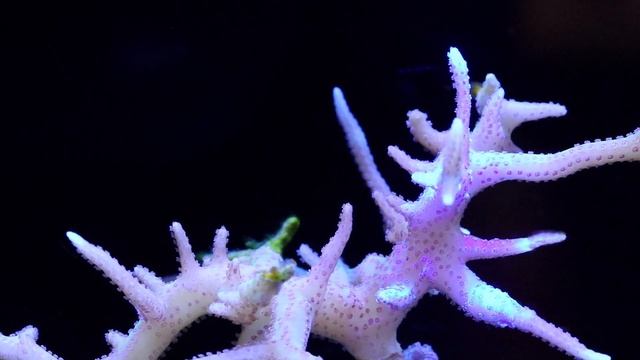 Birds nest coral care and tips смотреть онлайн