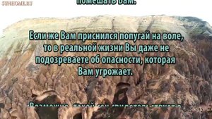 К чему снится Попугай сонник, толкование сна
