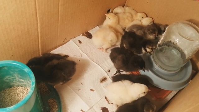 Сколько весят цыплята::: Кормление с суточного возраста цыплят::: ПРОДОЛЖЕНИЕ::: смотреть онлайн