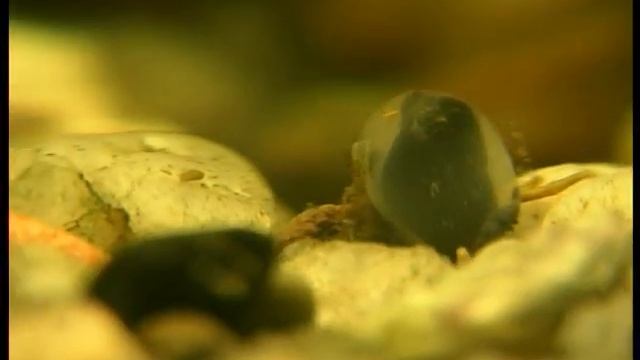 Tylomelania тиломелания смотреть онлайн