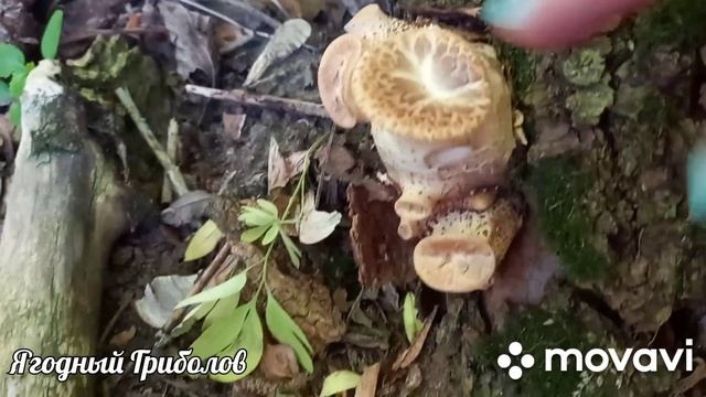 ❗Такого пестреца вы точно не видели ? По грибы 28.05.2023 г.❗