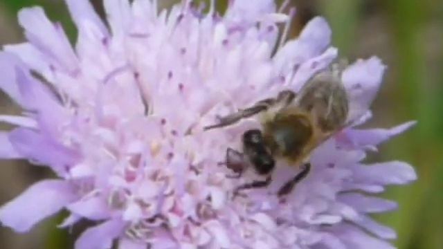 Пчела на короставнике смотреть онлайн