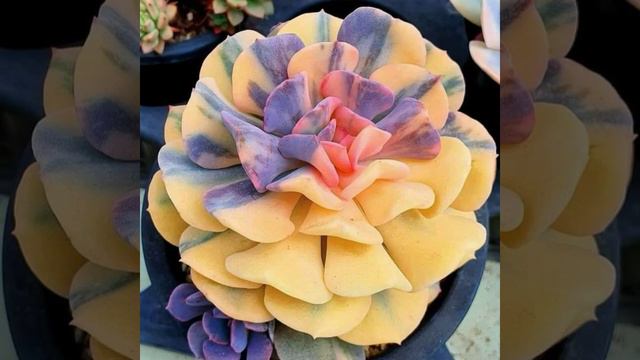 Las Echeverias de colección más hermosas!!! Tienes que tenerlas!!?#decor #tips #garden #ideas #tip смотреть онлайн