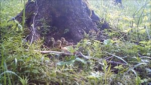 Глухарь и интересные факты о нем