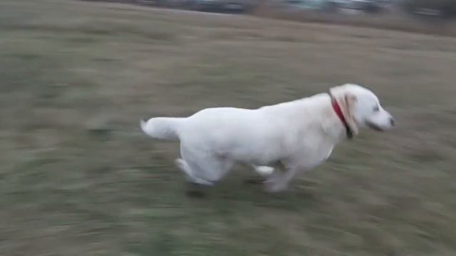 Выпускники питомника Тимерташ Элара Звезда Удачи и Юзбаш Великан (Украина) Вопросы по +79048881825 смотреть онлайн