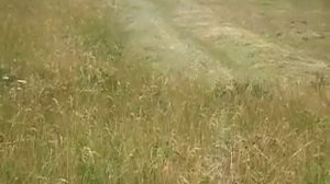 косилка режущий шумахер 2018 сенокос