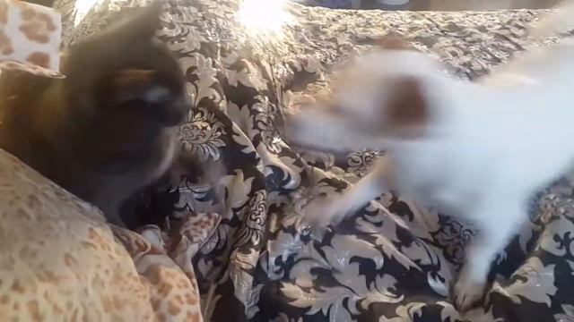 пес и кот смотреть онлайн