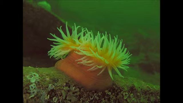 Underwater with a canon G9 смотреть онлайн