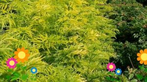 Бузина Золотая Башня. Краткий обзор, описание характеристик, где купить саженцы Golden tower