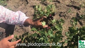 Бесшипный крыжовник Грушенька. Для тех, кто не любит колючий крыжовник.