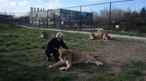 Лев Гек согласился на фото-сессию ? А львицы Стерва , Азиза и Степашка создали коалицию !!!