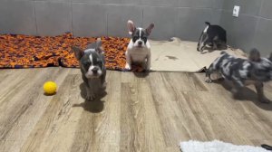 Щенки французского бульдога весело играют в вольере. Французский бульдог.