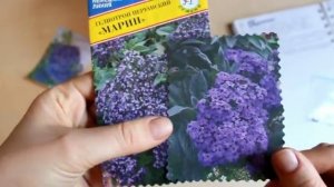 Гелиотроп. Выращивание из семян.