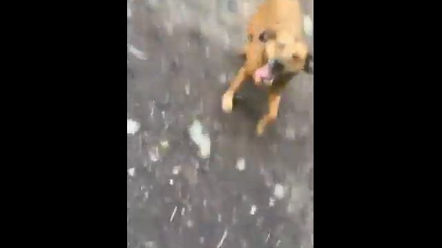 Glamis Castle Walk смотреть онлайн