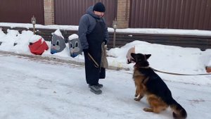 Обучение немецких овчарок на охрану. Часть-1