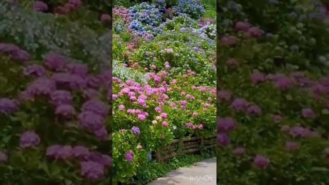 #гортензия #садгортензий #hortensia #hydrangea #flower #garden #сад #macrophylla #hydrangeaflower