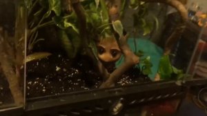 Приехали мокрицы для террариума