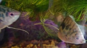 Гурами Мраморные* брачный танец*:-)