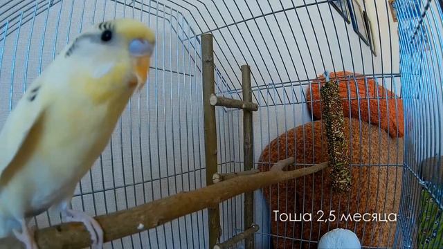 Весёлое пение волнистого попугая Тоши в 2.5 месяца смотреть онлайн