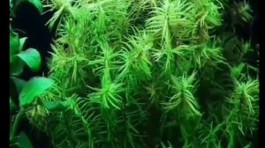 Дидиплис диандра.(didiplis diandra).