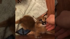 Вот так мяукает Каракал