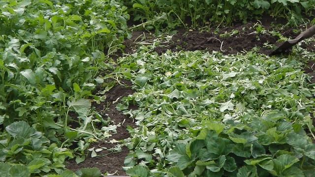 КАК ПОДГОТОВИТЬ ГРЯДКУ ПОД ЛУК, ЧТО ВНЕСТИ В ПОЧВУ ПЕРЕД ПОСАДКОЙ ЛУКА ДЛЯ БОЛЬШОГО УРОЖАЯ смотреть онлайн