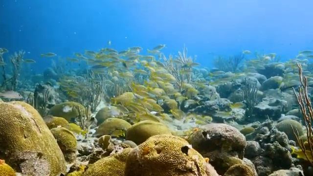 The Ocean 4K - Beautiful coral reefs and turtles with ocean sounds - Relaxing music смотреть онлайн