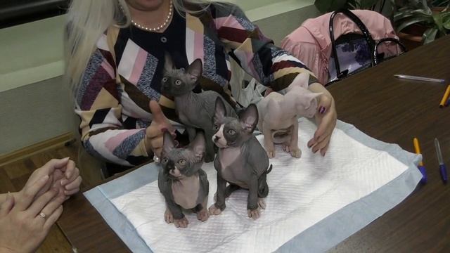 Презентация котят канадских сфинксов из питомника PCA РУБИСЕТ смотреть онлайн