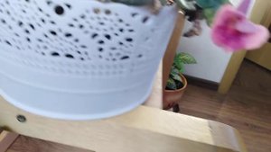 Геснериевые: глоксинии, фиалки, хириты и другие