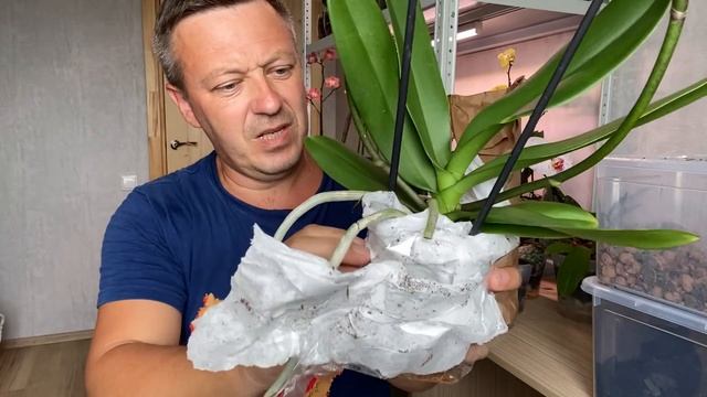 новые ОРХИДЕИ распаковка посылки и обзор БОМБИЧЕСКАЯ орхидея
