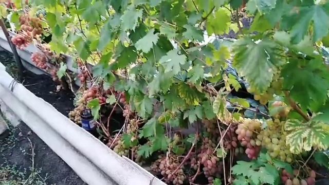 #винограднасеверепересортобзорсортов# ВИНОГРАД. ОБЗОР ЯГОД. ПЕРЕСОРТ. 10.09.2020г