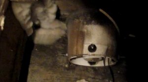 Грибок в гараже