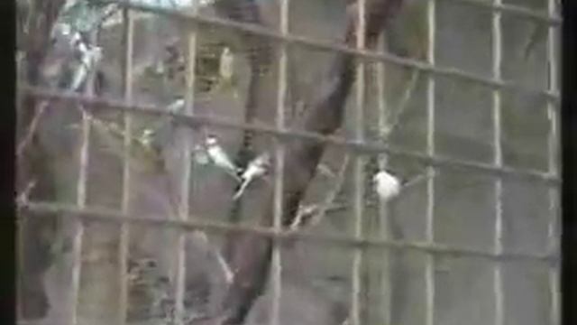 Астрахань. Центр города и зимний сад кинотеатра ''Октябрь''.flv смотреть онлайн