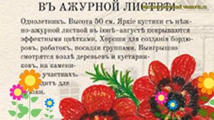 Адонис летний Уголек в огне. Краткий обзор, описание характеристик adónis aestivális