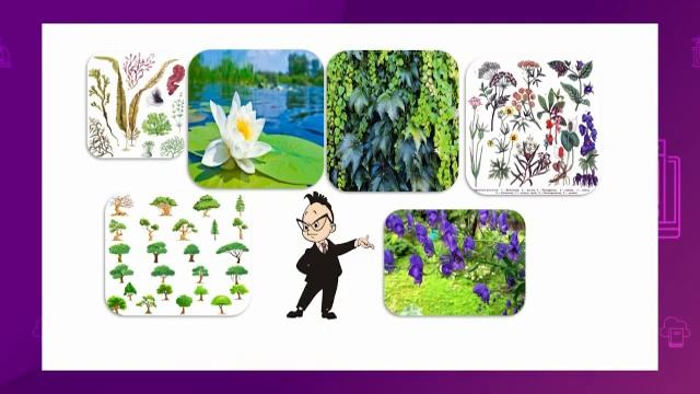 Естествознание. 3 класс. Как «работают» листья растений /28.09.2020/ смотреть онлайн