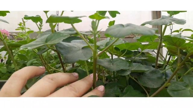 Теплица спустя 2 недели после переезда рассады.??? смотреть онлайн