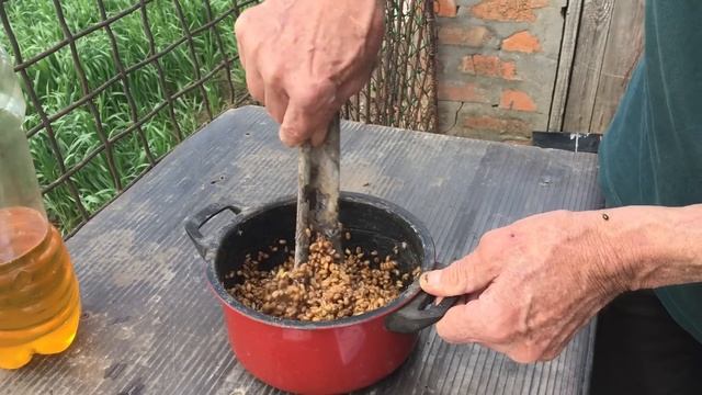 КАК БОРОТЬСЯ С МЕДВЕДКОЙ / Самый эффективный способ борьбы с медведкой в огороде!